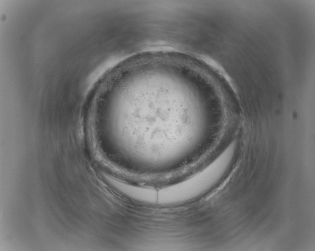 X0000066121167200603171746