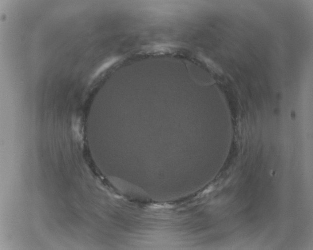 X0000066121206200603171745