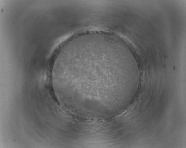 X0000066121207200603171745