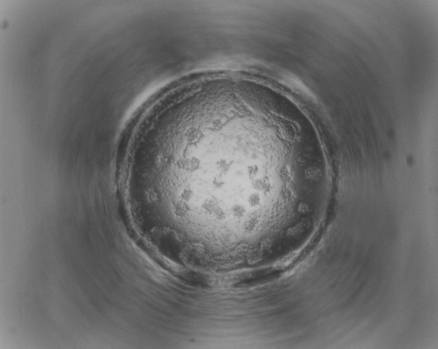 X0000066121216200603171745