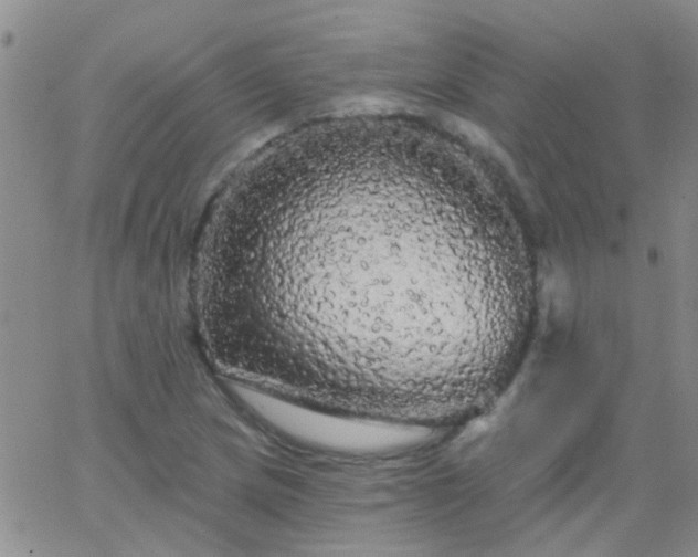 X0000066121217200603171745