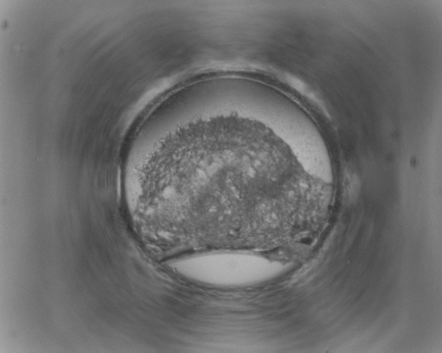 X0000066121221200603171745