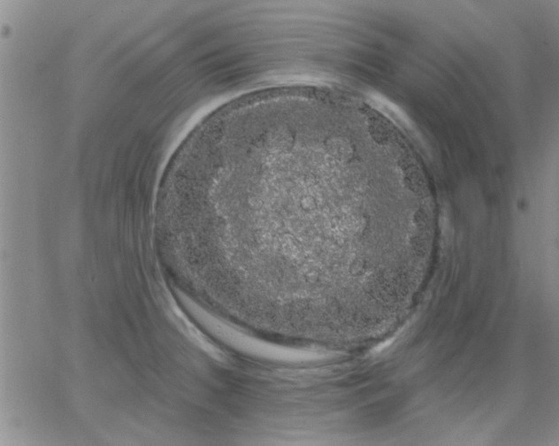 X0000066121236200603171746