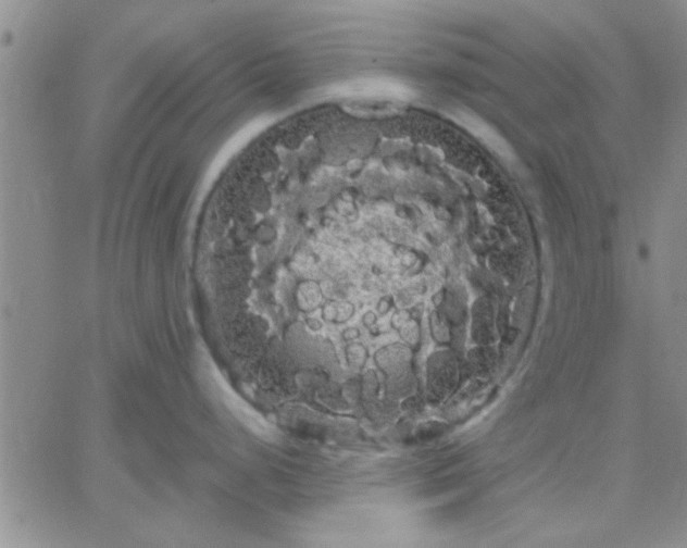 X0000066121248200603171746