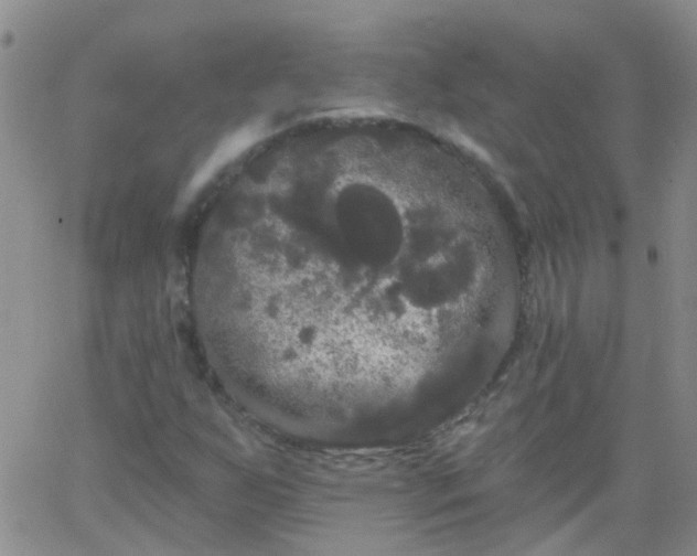 X0000066121255200603171745