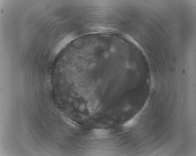 X0000066121259200603171745