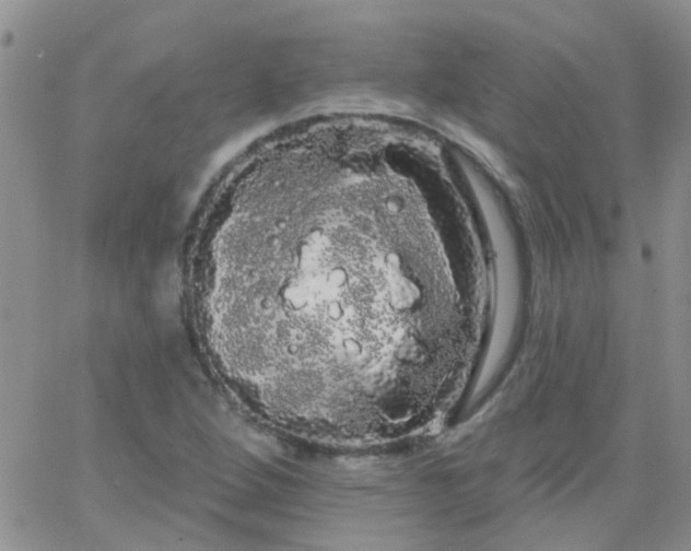 X0000066121264200603171745