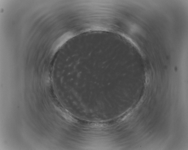 X0000066121266200603171745