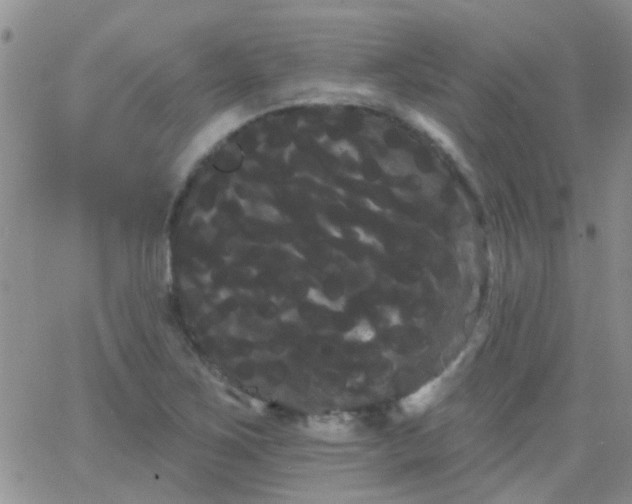 X0000066121267200603171745