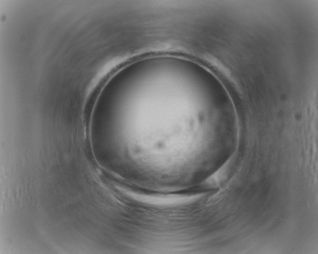 X0000066121270200603171745