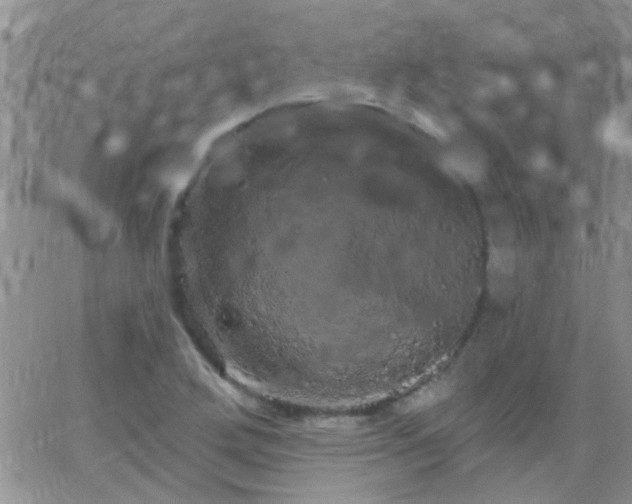 X0000066121272200603171745