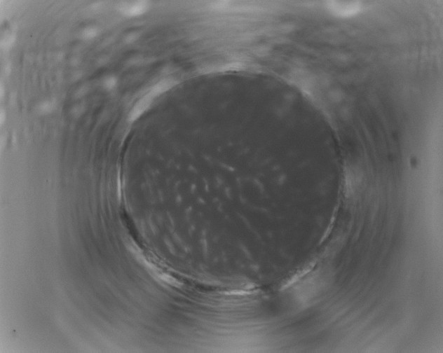 X0000066121274200603171745