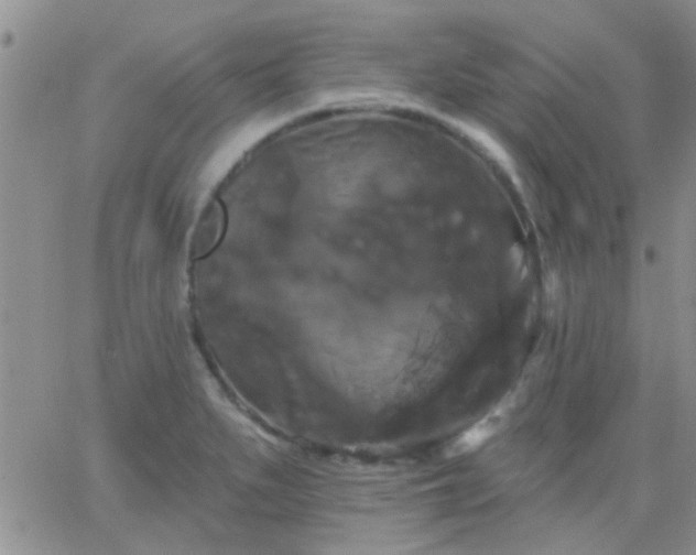 X0000066121279200603171745