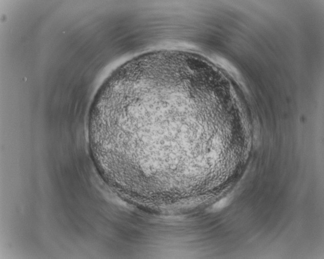 X0000066121280200603171745