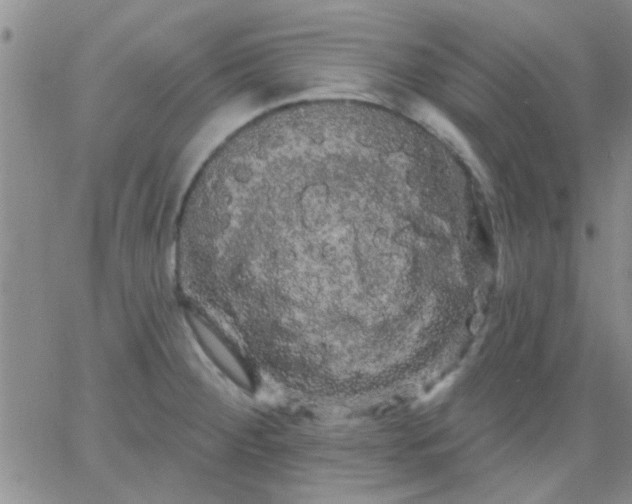 X0000066121284200603171745