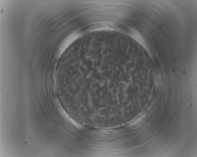 X0000066121290200603171744