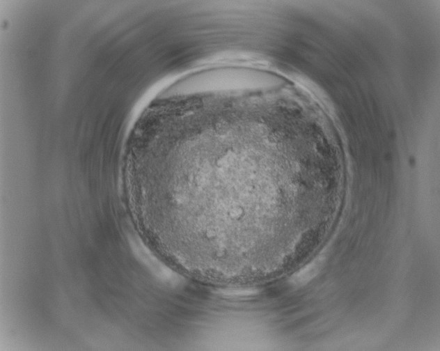 X0000066121296200603171744