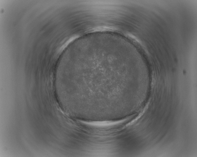 X0000066121313200603171744