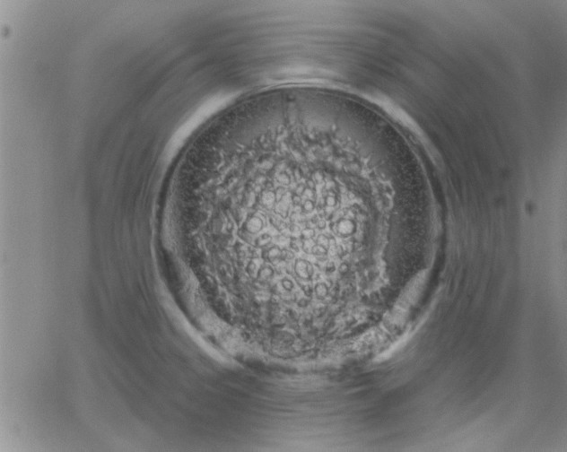 X0000066121333200603171744