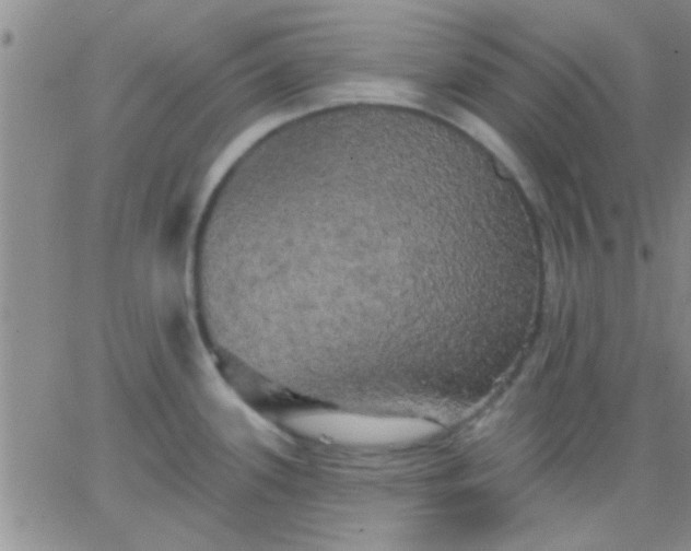 X0000066121339200603171744