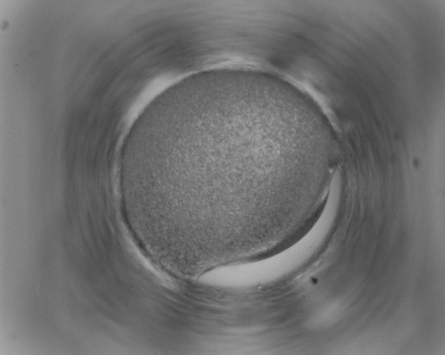 X0000066121375200603171743