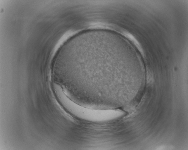 X0000066121376200603171743