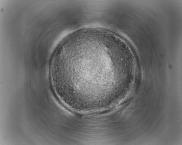 X0000066121416200603171742