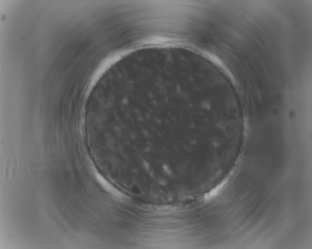 X0000066121421200603171742