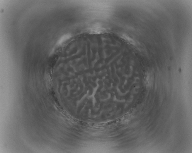 X0000066121446200603171742