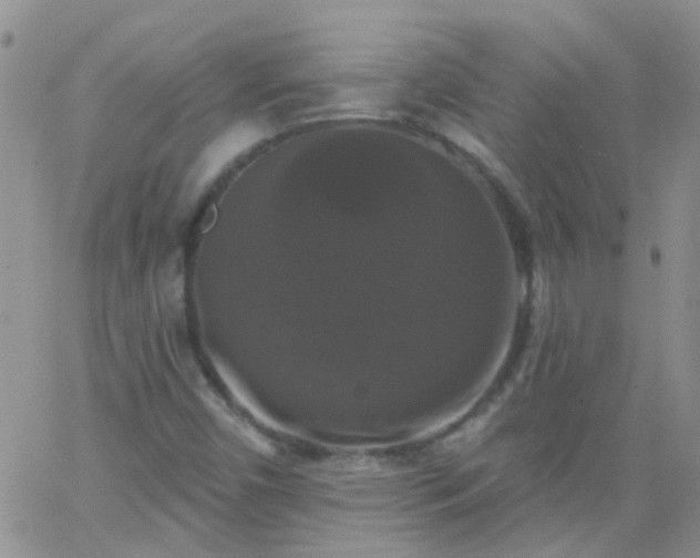 X0000066121450200603171742