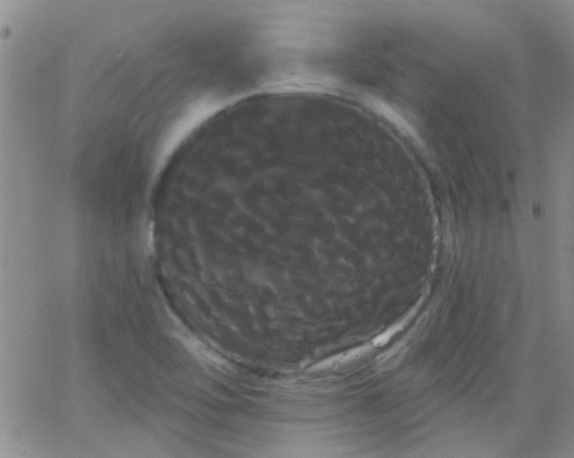 X0000066121462200603171742