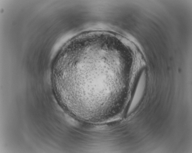 X0000066121464200603171742