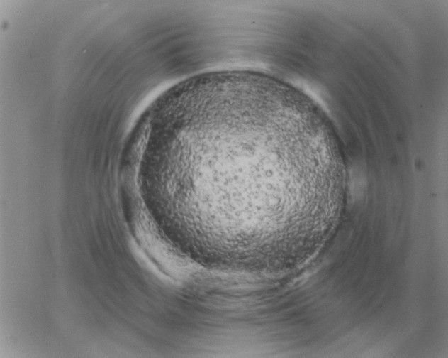 X0000066121468200603171742