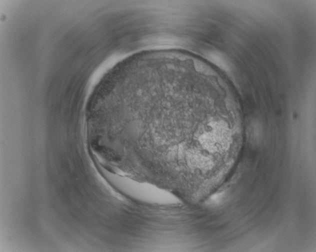 X0000066121472200603171741