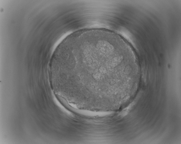 X0000066121476200603171741