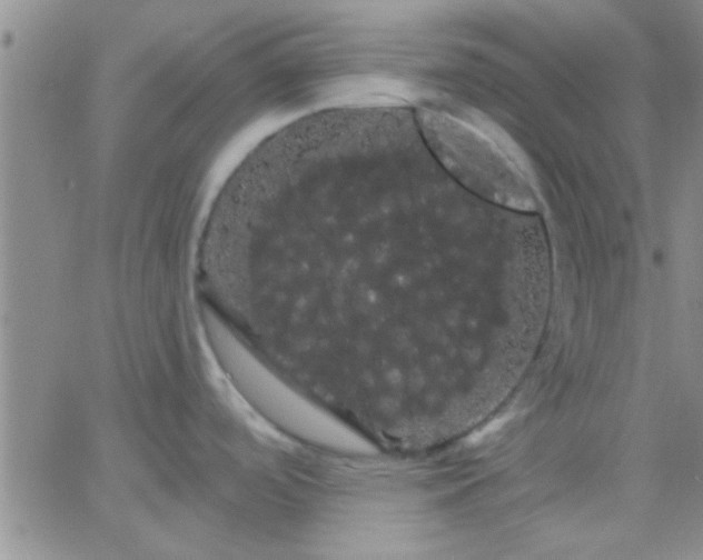 X0000066121488200603171741