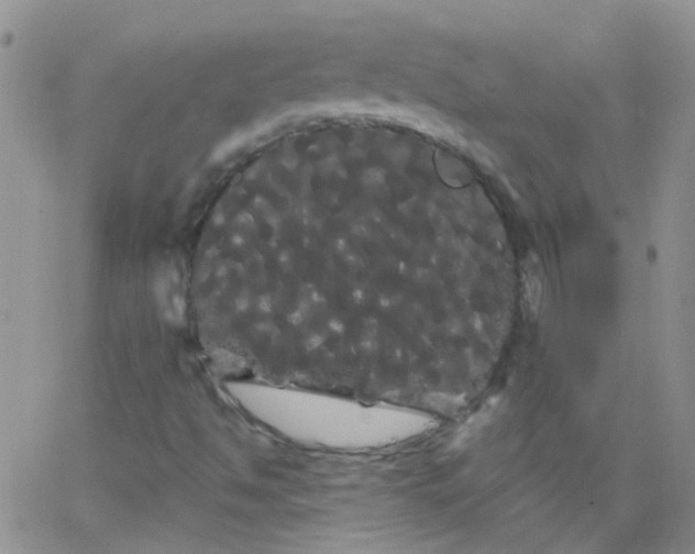 X0000066121494200603171740