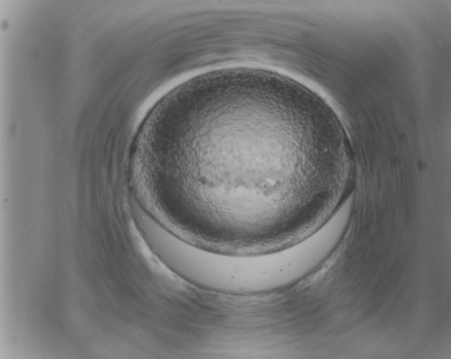 X0000066121534200603171741