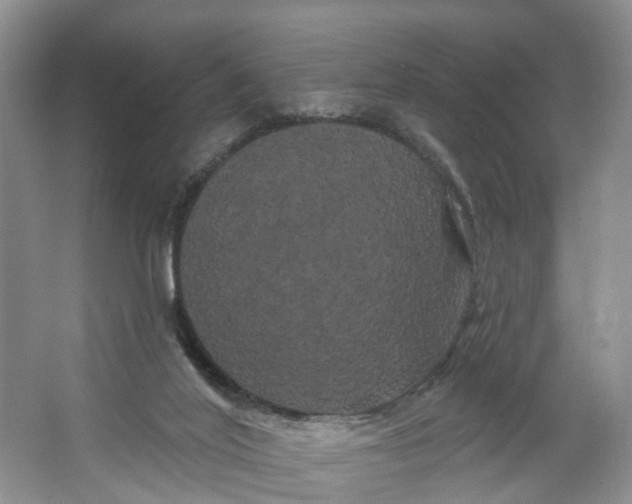 X0000066120020200603241622