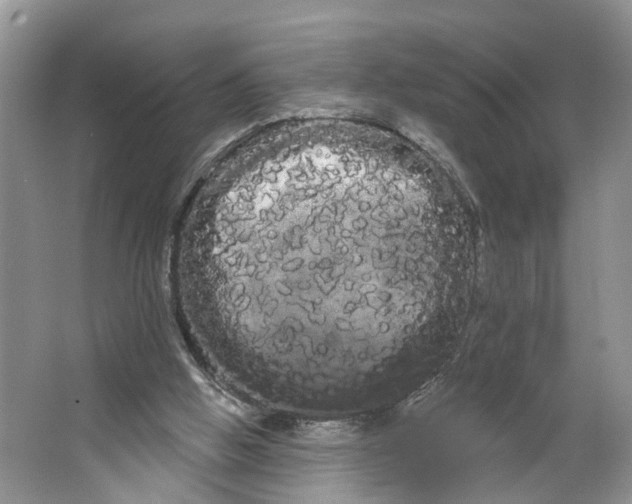 X0000066120058200603241621