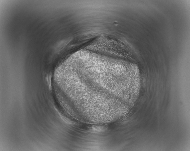 X0000066120070200603241621