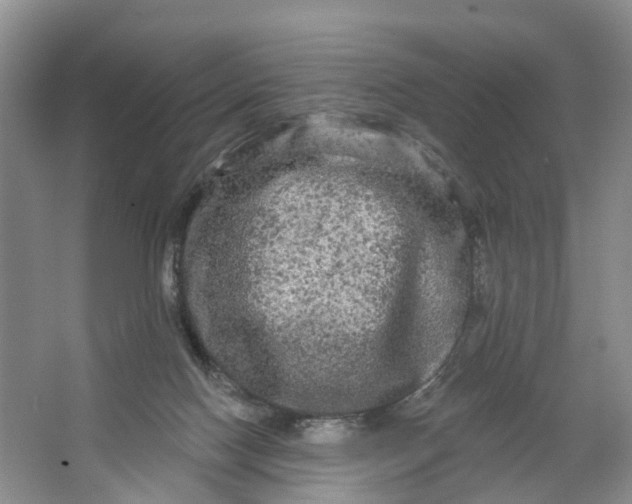 X0000066120074200603241621