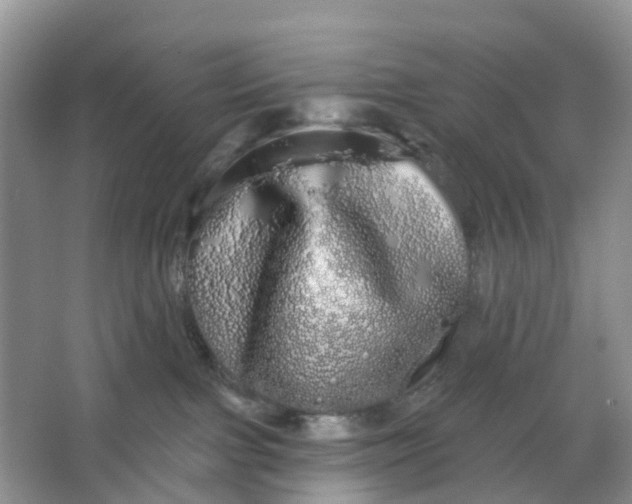 X0000066120091200603241621