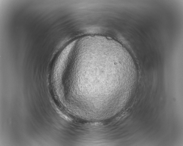 X0000066120106200603241620