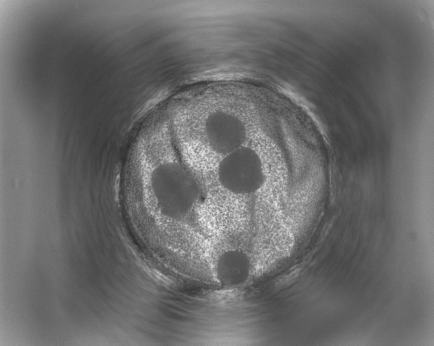 X0000066120153200603241619