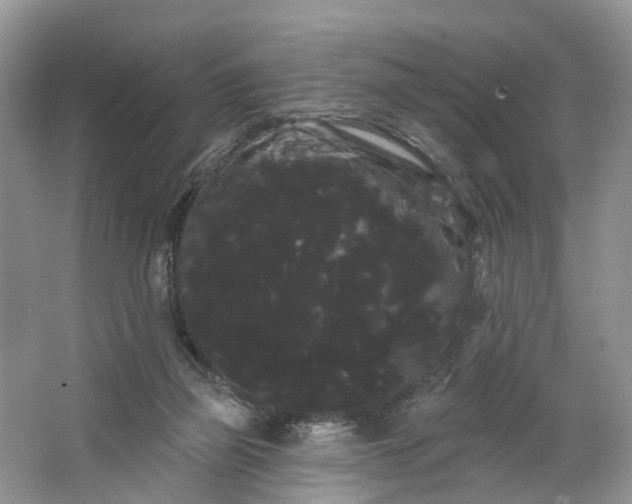 X0000066120165200603241619