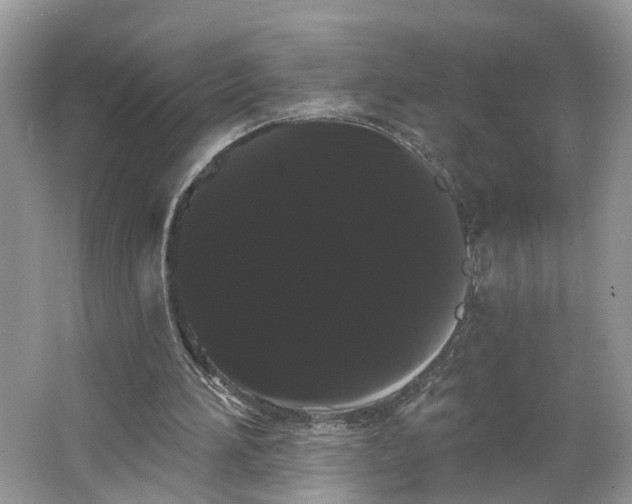 X0000066120196200603241619