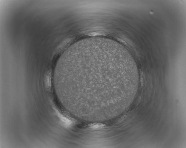 X0000066120210200603241619