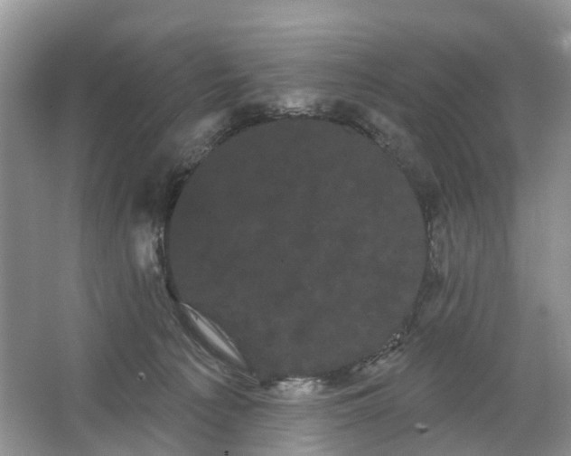 X0000066120225200603241618