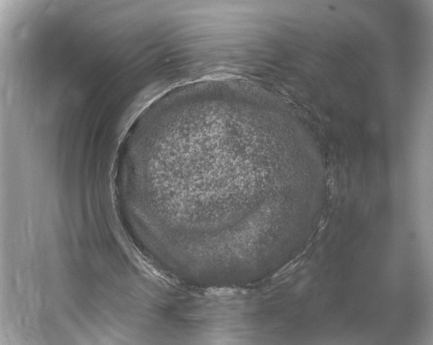 X0000066120242200603241617